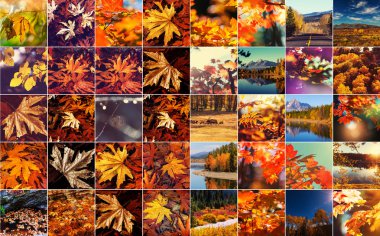 güzel sonbahar kolaj