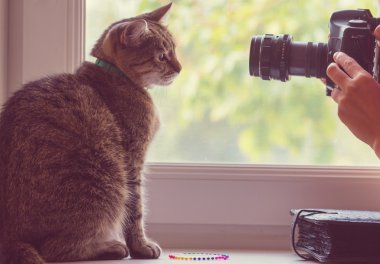 Kamera önünde poz kedi