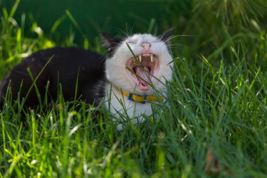  Yeşil çimenlikteki kedi