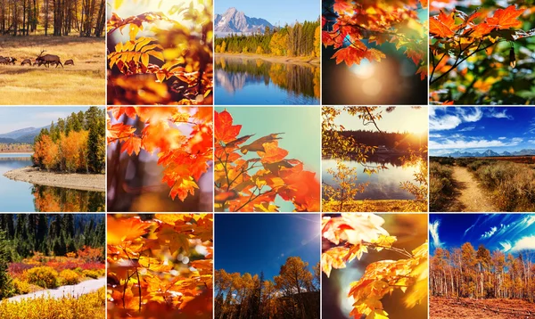 Bellissimo collage autunnale — Foto Stock