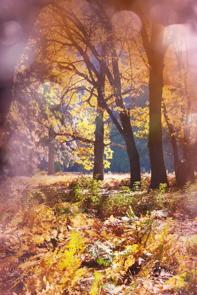 Colorful Autumn forest — Stock Photo, Image