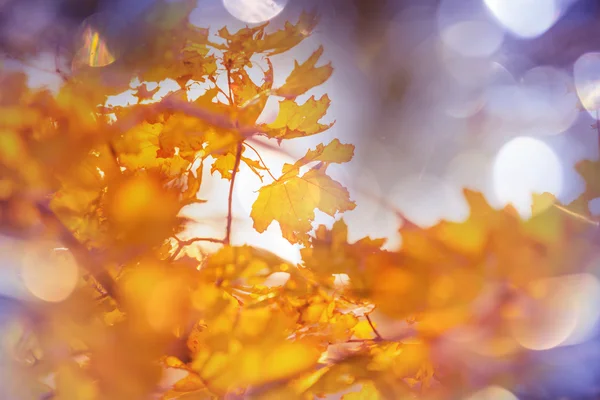 Hojas amarillas de otoño — Foto de Stock