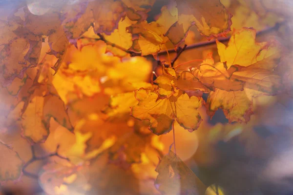 Gele herfstbladeren — Stockfoto