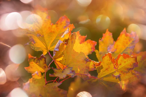 Gele herfstbladeren — Stockfoto