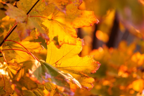 Gele herfstbladeren — Stockfoto