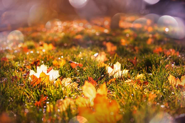 Gele herfstbladeren — Stockfoto