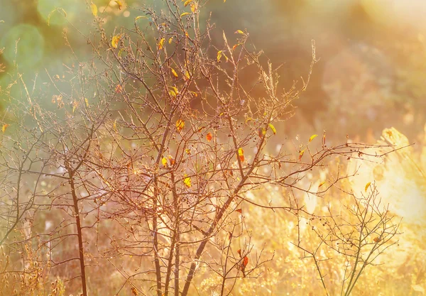 Pradera soleada de otoño — Foto de Stock