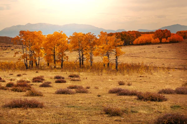 Les v podzimní sezóně — Stock fotografie