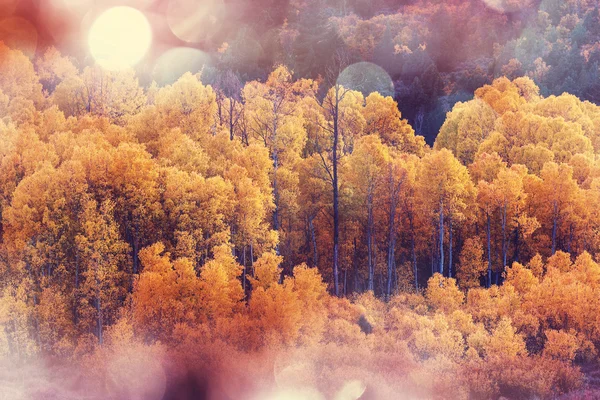 Bosque en temporada de otoño — Foto de Stock