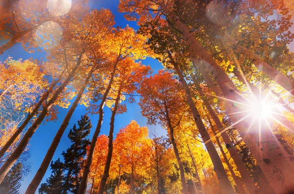 Wald in der Herbstsaison — Stockfoto