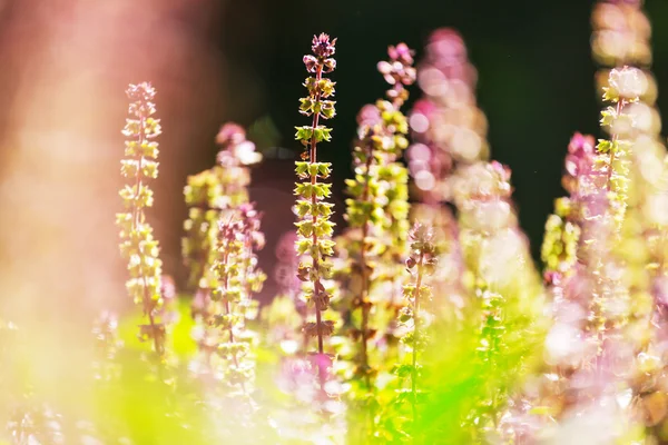Krásný bazalkové květy — Stock fotografie
