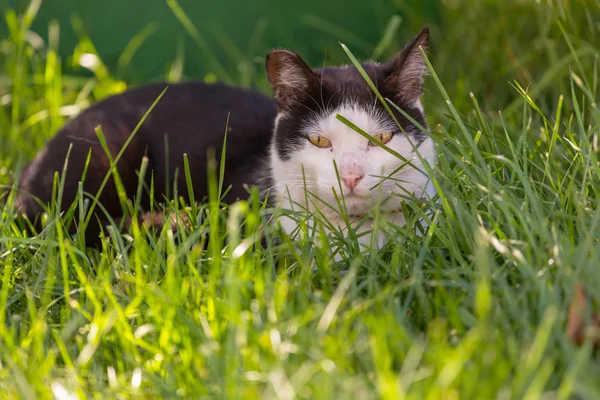 緑の草の猫 — ストック写真