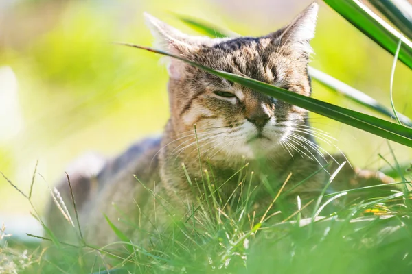 Katze im grünen Gras — Stockfoto