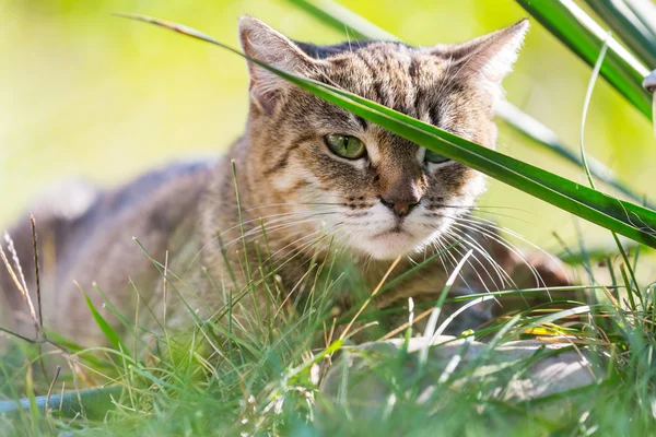 Katze im grünen Gras — Stockfoto