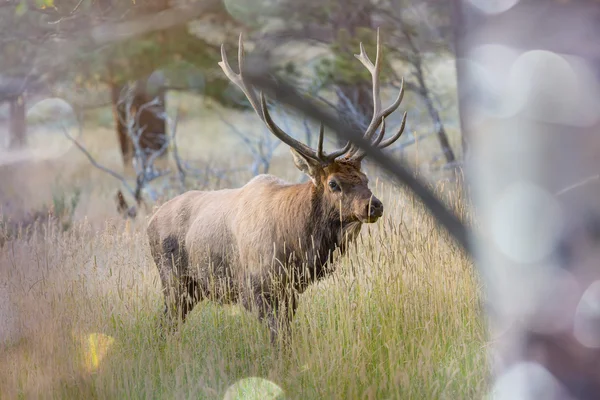 Vild älg på en äng — Stockfoto