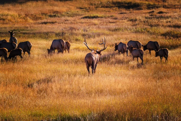 Alces selvagens pastando em um prado — Fotografia de Stock