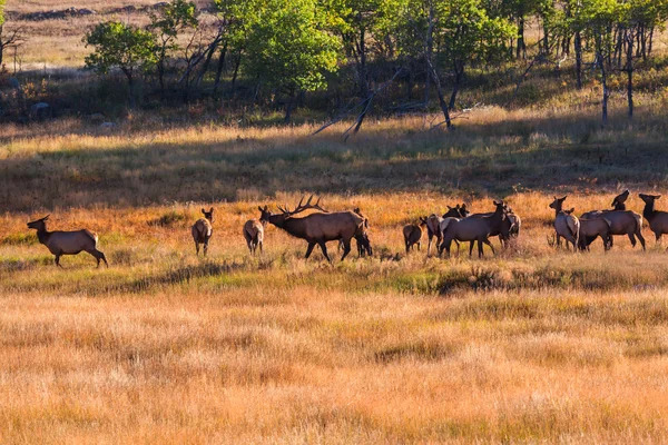 Vilda älgar betar på en äng — Stockfoto