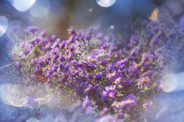 Fiori viola freschi — Foto Stock