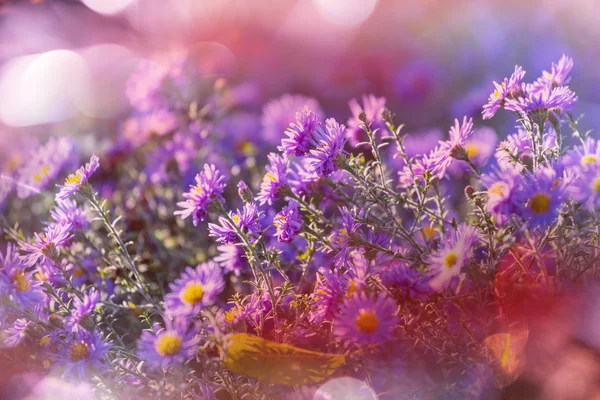 Čerstvé květiny fialové — Stock fotografie