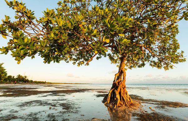 Yalnız mangrov ağaç — Stok fotoğraf