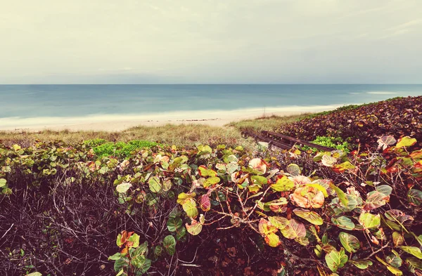 Beautiful ocean coast — Stock Photo, Image