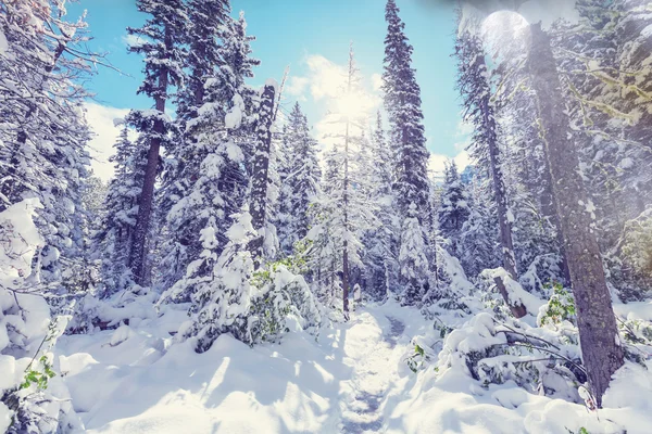 Met sneeuw bedekte bossen — Stockfoto