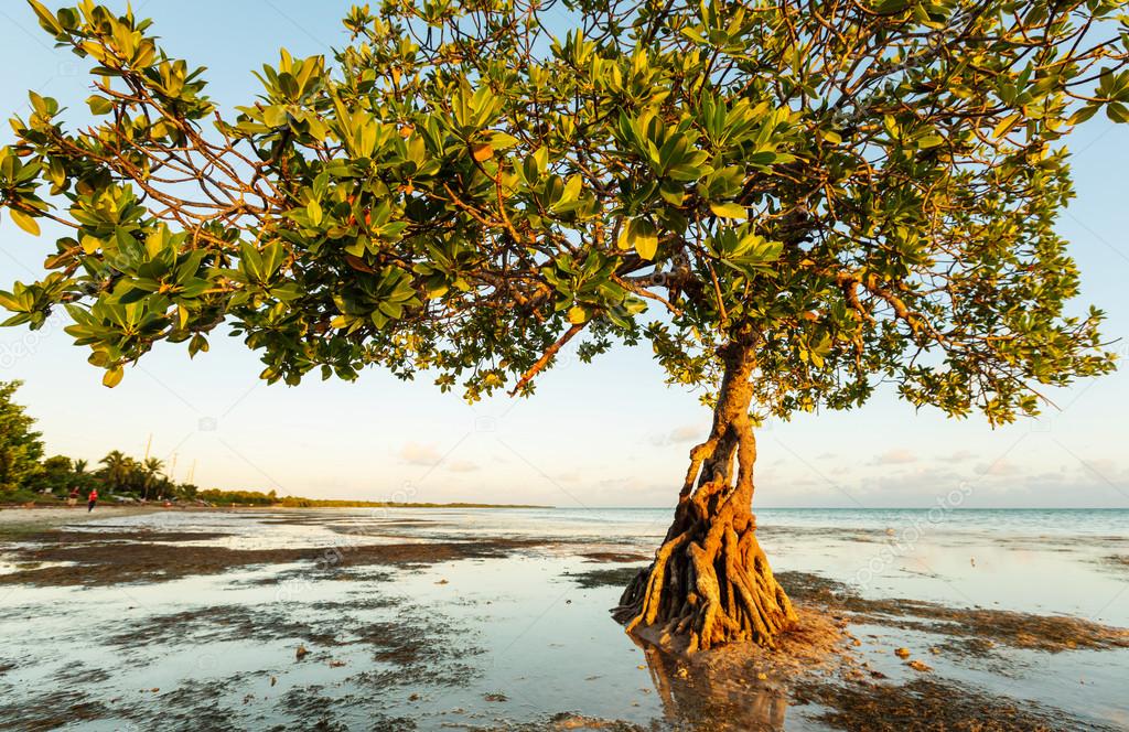 Lonely Mangrove tree