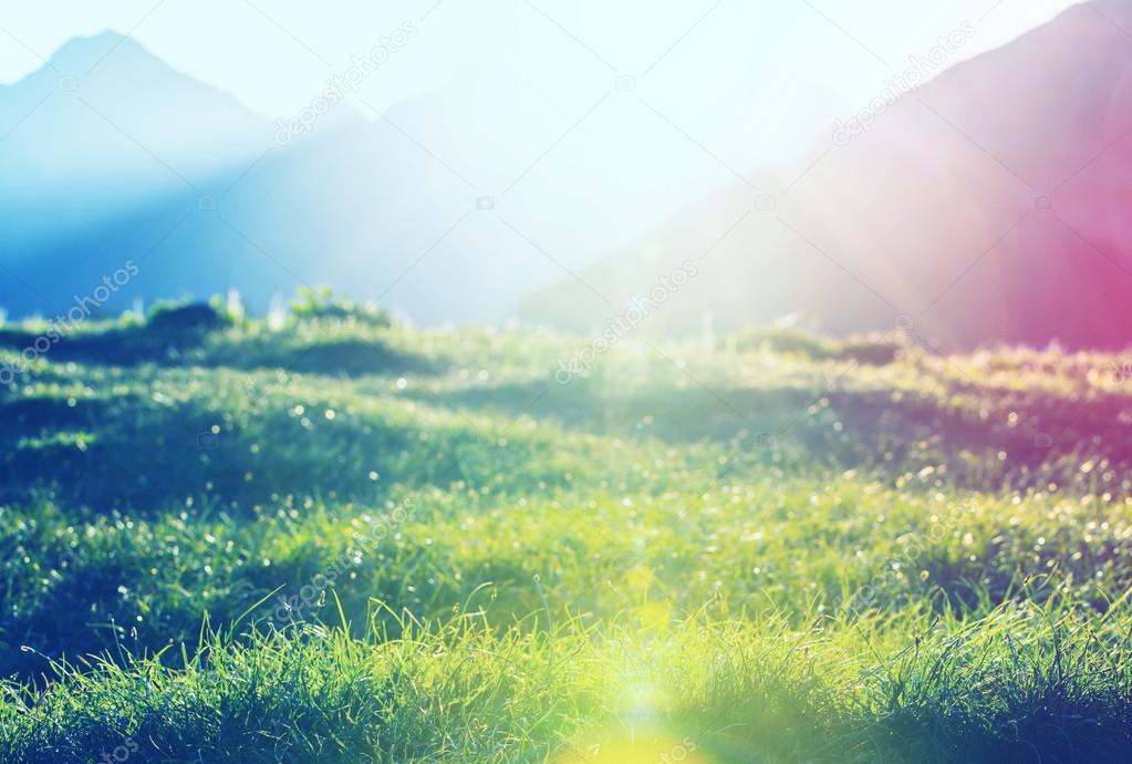 Sunny day in the meadow