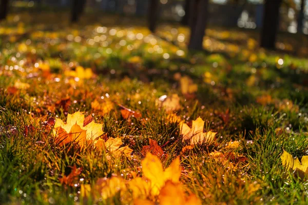 Bunte Herbstblätter — Stockfoto