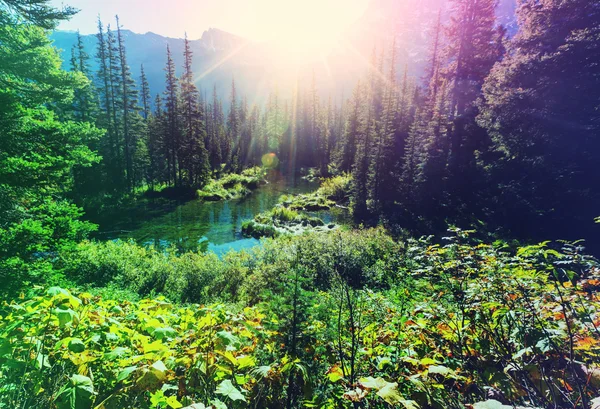 güneşli yeşil orman