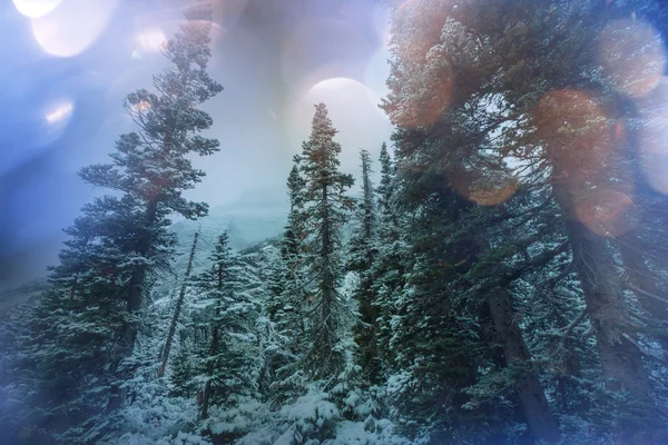 冬天在冰川公园 — 图库照片