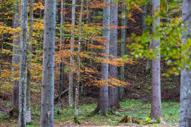 Sonbahar mevsiminde açık havada sarı ağaçlarla güneşli bir orman sahnesi.
