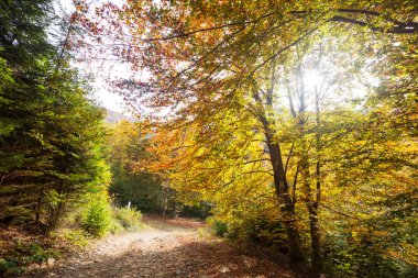 Sonbahar mevsiminde açık havada sarı ağaçlarla güneşli bir orman sahnesi.