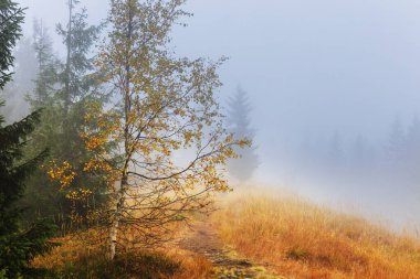 Sarı tonlarda sonbahar sahnesi. Sonbahar arkaplanı.