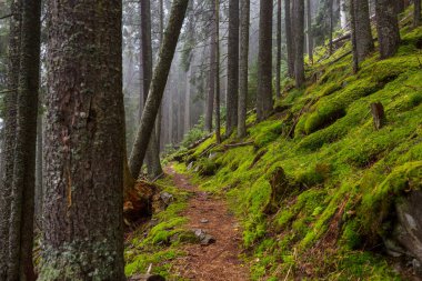 Muhteşem yağmur ormanları. Kalın yosun tabakalarıyla kaplı ağaçlar.