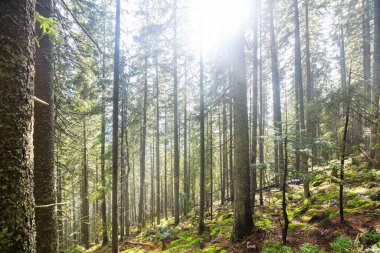 Yeşil ormanda güneşli bir günde ışıldar
