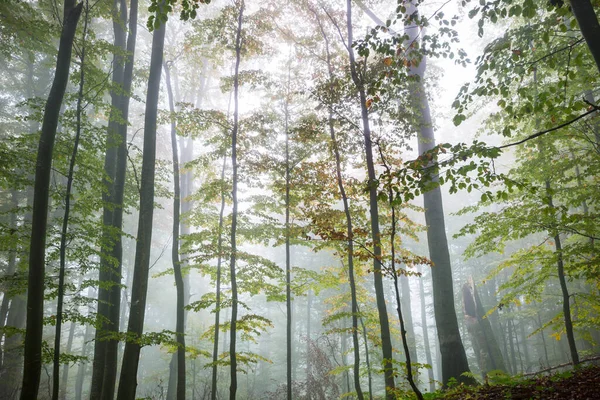 Kleurrijke Zonnige Bos Scene Het Najaar Met Gele Bomen Heldere — Stockfoto