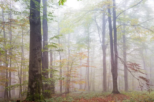 Cena Floresta Ensolarada Colorida Temporada Outono Com Árvores Amarelas Dia — Fotografia de Stock