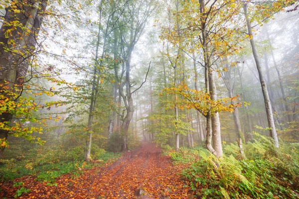 Scène Forêt Ensoleillée Colorée Automne Avec Des Arbres Jaunes Par — Photo