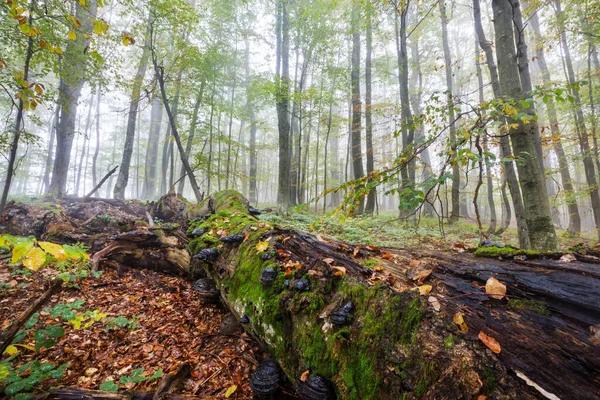 Scène Forêt Ensoleillée Colorée Automne Avec Des Arbres Jaunes Par — Photo