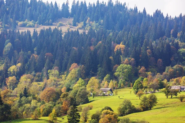 ธรรมชาต สวยงามในภ เขา Carpathian — ภาพถ่ายสต็อก