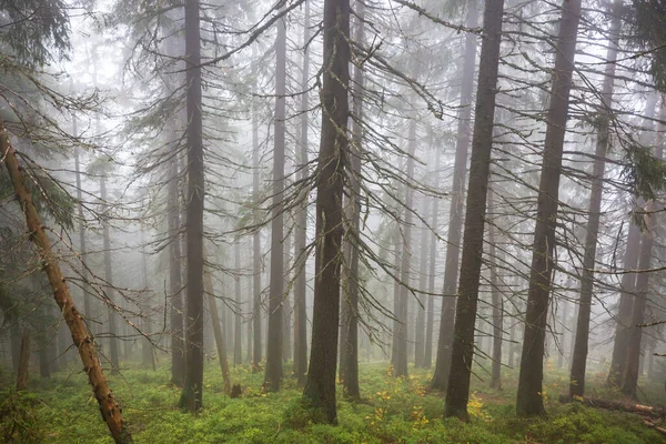 Magisk Dimmig Skog Vackra Naturlandskap — Stockfoto