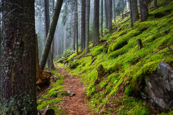 Regenwoud Met Dichte Vegetatie — Stockfoto