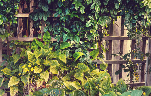 Summer background with tropical  tree leaves