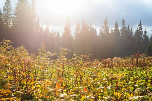 Górska Łąka Słoneczny Dzień Naturalny Letni Krajobraz — Zdjęcie stockowe