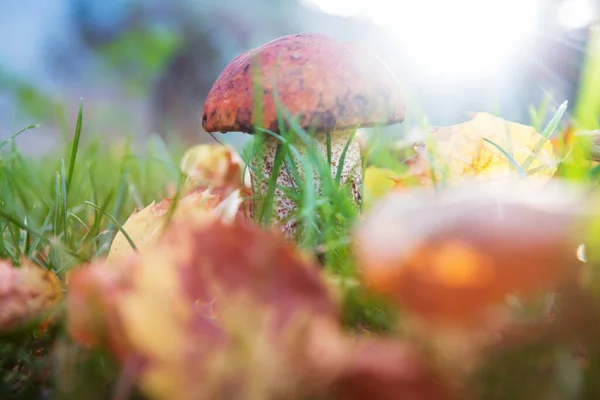 Funghi Commestibili Una Foresta Autunno — Foto Stock