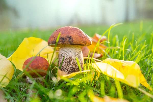 Spiselig Sopp Høstskog – stockfoto