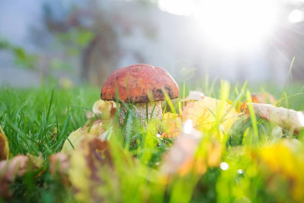 Essbare Pilze Herbstlichen Wald — Stockfoto