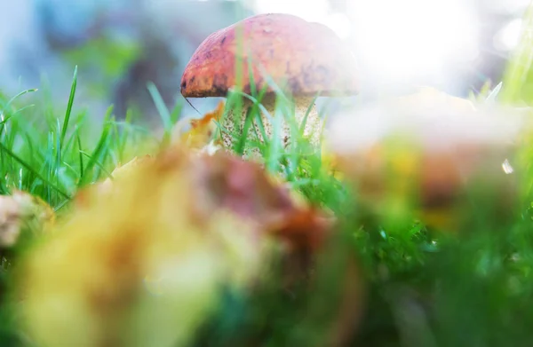 Cogumelos Comestíveis Uma Floresta Outono — Fotografia de Stock