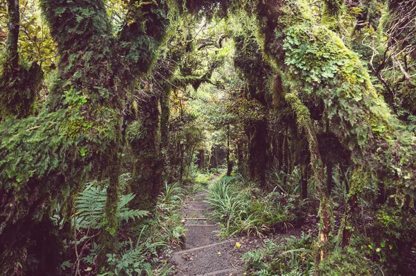 Foresta Tropicale Della Giungla Della Nuova Zelanda Verde Sfondo Naturale — Foto Stock